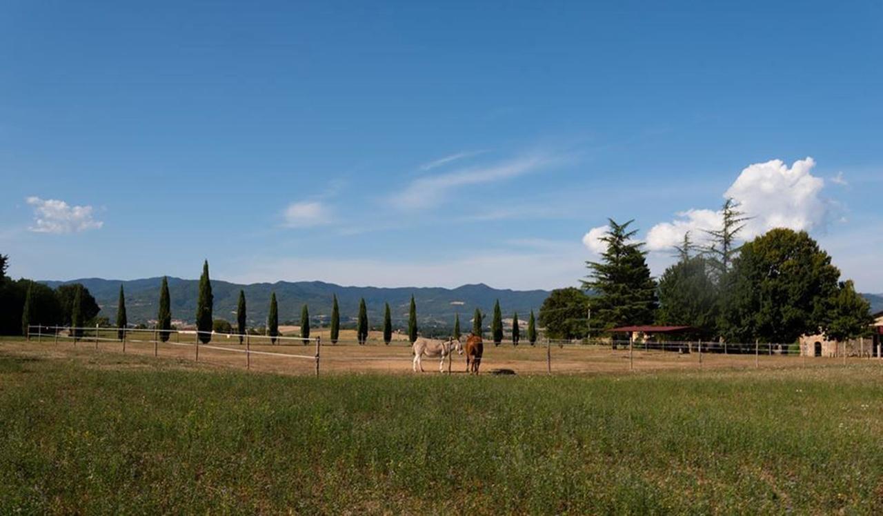 Camping Village Mugello Verde San Piero a Sieve Værelse billede